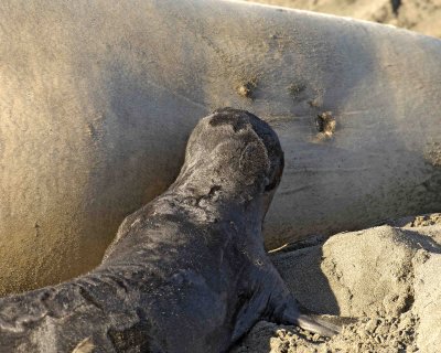 Seal, Northern Elephant, Pup, Nursing-122906-Piedras Blancas, CA, Pacific Ocean-0025.jpg