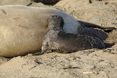 Seal, Northern Elephant, Pup, Nursing-122906-Piedras Blancas, CA, Pacific Ocean-0036.jpg
