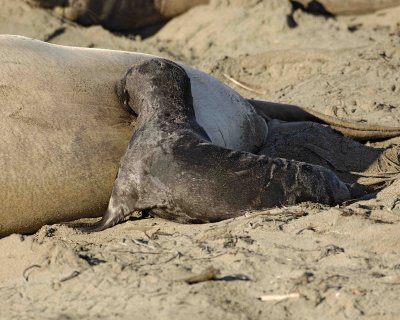 Seal, Northern Elephant, Pup, Nursing-122906-Piedras Blancas, CA, Pacific Ocean-0058.jpg