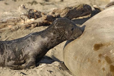 Seal, Northern Elephant, Pup, Nursing-122906-Piedras Blancas, CA, Pacific Ocean-0065.jpg