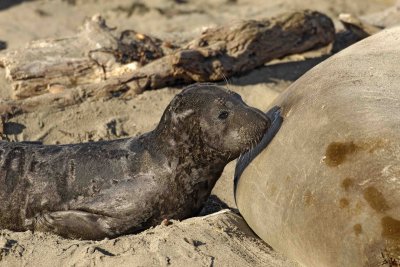 Seal, Northern Elephant, Pup, Nursing-122906-Piedras Blancas, CA, Pacific Ocean-0085.jpg