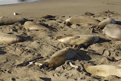 Seal, Northern Elephant, Rookery-122906-Piedras Blancas, CA, Pacific Ocean-0277.jpg