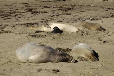 Seal, Northern Elephant, Rookery-122906-Piedras Blancas, CA, Pacific Ocean-0375.jpg