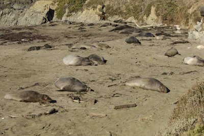 Seal, Northern Elephant, Rookery-122906-Piedras Blancas, CA, Pacific Ocean-0385.jpg