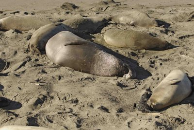 Seal, Northern Elephant, Rookery-122906-Piedras Blancas, CA, Pacific Ocean-0386.jpg