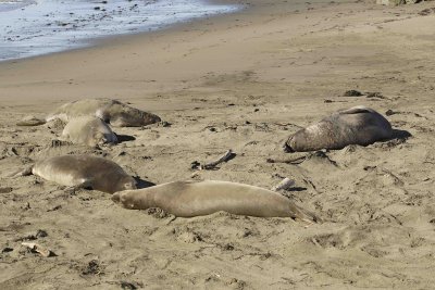 Seal, Northern Elephant, Rookery-122906-Piedras Blancas, CA, Pacific Ocean-0724.jpg