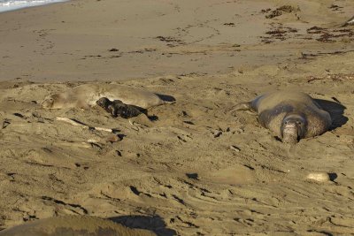 Seal, Northern Elephant, Rookery-123006-Piedras Blancas, CA, Pacific Ocean-0596.jpg