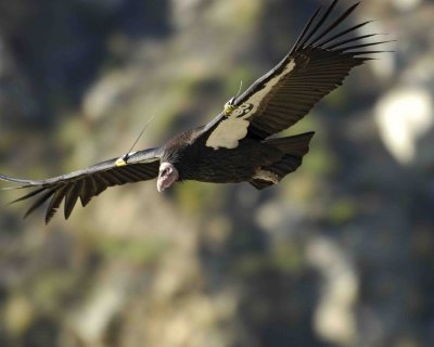 Condor, California, in flight-122806-Big Sur, CA Coastline-0547.jpg