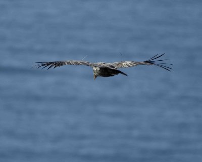 Condor, California, in flight-122806-Big Sur, CA Coastline-0553.jpg