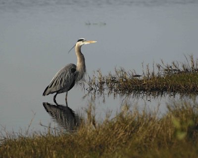 Heron, Great Blue-013007-Black Point Wildlife Drive, Merritt Island NWR, FL-0252.jpg