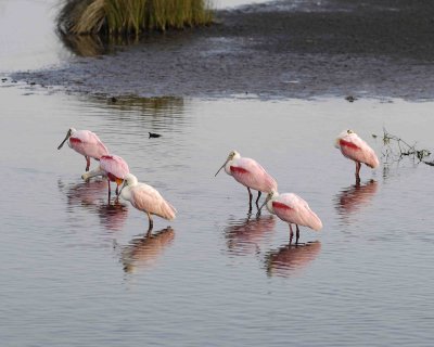 Spoonbill ,Roseate, flock-013007-Black Point Wildlife Drive, Merritt Island NWR, FL-0016.jpg