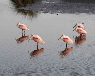 Spoonbill, Roseate, flock-013007-Black Point Wildlife Drive, Merritt Island NWR, FL-0021.jpg