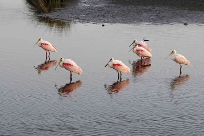 Spoonbill, Roseate, flock-013007-Black Point Wildlife Drive, Merritt Island NWR, FL-0023.jpg