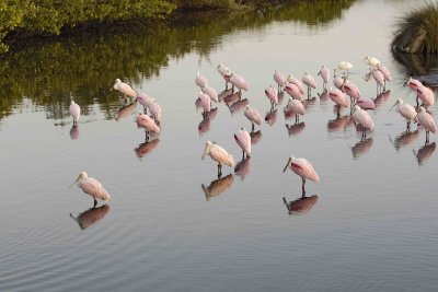 Spoonbill, Roseate, flock-013007-Black Point Wildlife Drive, Merritt Island NWR, FL-0041.jpg