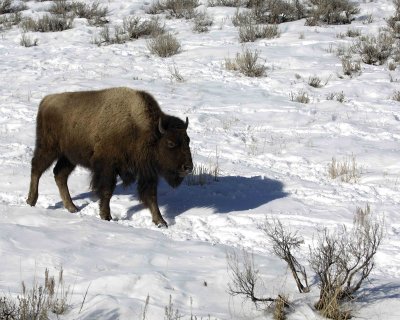 Bison, Calf-021707-Tower Junction, Yellowstone Natl Park-0083.jpg
