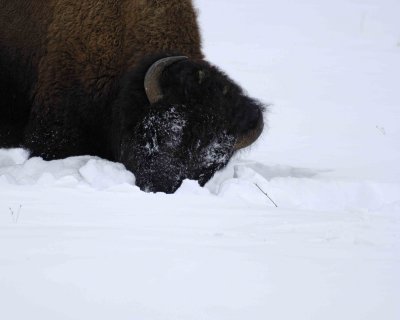 Bison, Snowplowing-021807-Round Prairie, Yellowstone Natl Park-0168.jpg