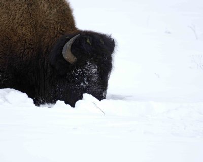 Bison, Snowplowing-021807-Round Prairie, Yellowstone Natl Park-0173.jpg