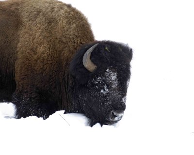 Bison, Snowplowing-021807-Round Prairie, Yellowstone Natl Park-0180.jpg