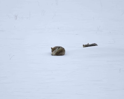 Coyote, 2 curled up in snow-021807-Lamar Valley, Yellowstone Natl Park-0653.jpg