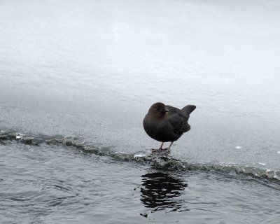 Dipper, American-021807-Lamar Valley, Yellowstone Natl Park-0461.jpg