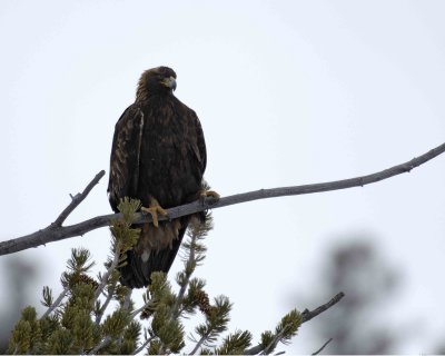Eagle, Golden-021807-Lamar Valley, Yellowstone Natl Park-0225.jpg
