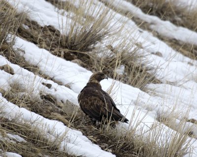 Gallery of Golden Eagle