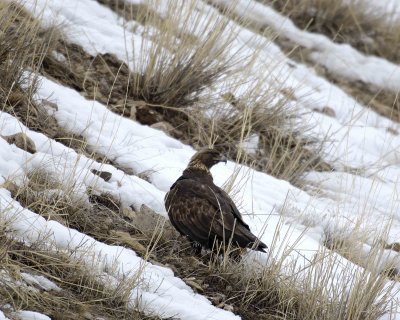 Eagle, Golden-021807-Lamar Valley, Yellowstone Natl Park-0315.jpg
