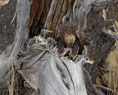 Eagle, Golden, eating Duck-021807-Lamar Valley, Yellowstone Natl Park-0254.jpg