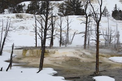 Mammoth Hot Springs, Upper Terraces-021607-Yellowstone Natl Park-0085.jpg