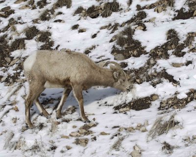 Sheep, Rocky Mountain, Ewe-021707-Lamar Valley, Yellowstone Natl Park-0011.jpg