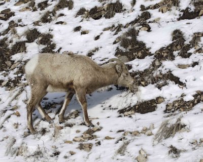 Sheep, Rocky Mountain, Ewe-021707-Lamar Valley, Yellowstone Natl Park-0013.jpg