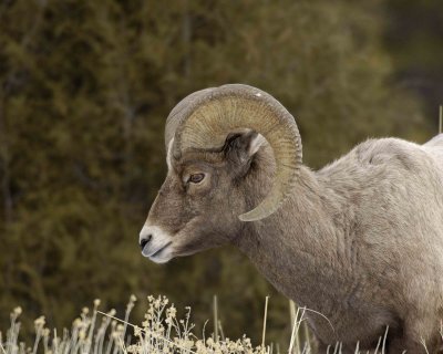 Sheep, Rocky Mountain, Ram-021607-Lamar Valley, Yellowstone Natl Park-0011.jpg
