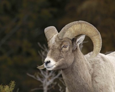 Sheep, Rocky Mountain, Ram-021607-Lamar Valley, Yellowstone Natl Park-0023.jpg