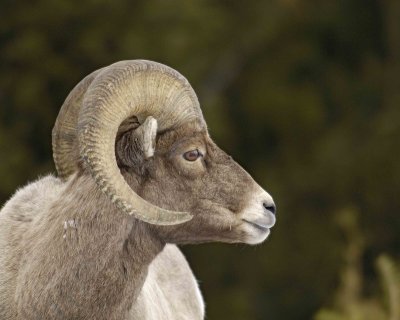Sheep, Rocky Mountain, Ram-021607-Lamar Valley, Yellowstone Natl Park-0049.jpg