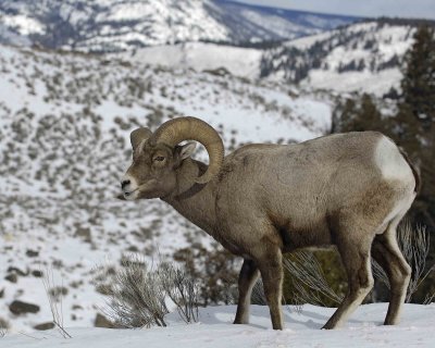 Sheep, Rocky Mountain, Ram-021607-Wreckers, Yellowstone Nat'l Park, WY-#0106.jpg