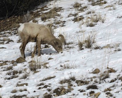 Sheep, Rocky Mountain, Ram-021707-Lamar Valley, Yellowstone Natl Park-0016.jpg