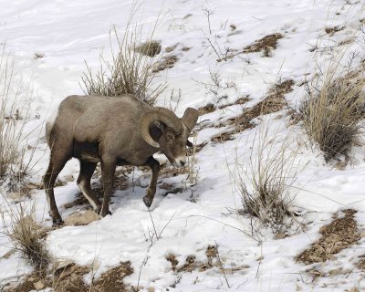 Sheep, Rocky Mountain, Ram-021707-Lamar Valley, Yellowstone Natl Park-0057.jpg