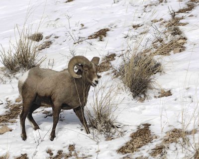 Sheep, Rocky Mountain, Ram-021707-Lamar Valley, Yellowstone Natl Park-0061.jpg