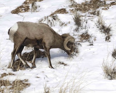 Sheep, Rocky Mountain, Ram-021707-Lamar Valley, Yellowstone Natl Park-0069.jpg