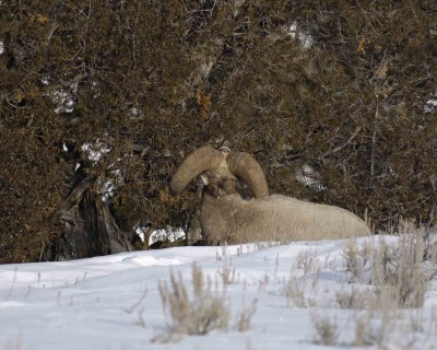 Sheep, Rocky Mountain, Ram-021707-Wreckers, Yellowstone Natl Park-0169.jpg