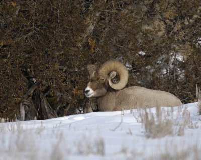 Sheep, Rocky Mountain, Ram-021707-Wreckers, Yellowstone Natl Park-0173.jpg