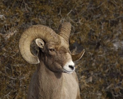 Sheep, Rocky Mountain, Ram-021707-Wreckers, Yellowstone Natl Park-0192.jpg