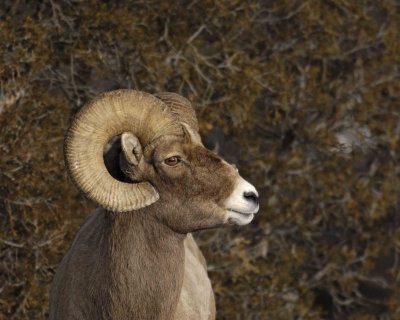 Sheep, Rocky Mountain, Ram-021707-Wreckers, Yellowstone Natl Park-0195.jpg