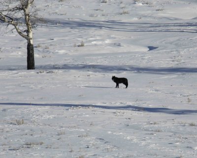 Wolf, Gray, #302 Druid Pack-021707-Soda Butte Canyon, Yellowstone Natl Park-0284.jpg