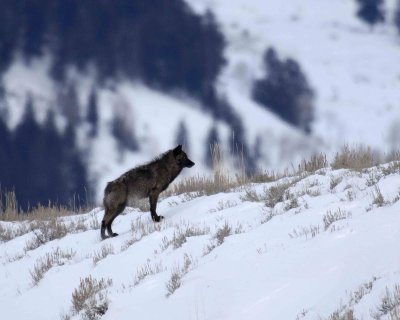 Wolf ,Gray, Pup, Druid Pack-021907-Lamar Valley, Yellowstone Natl Park-0487.jpg