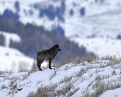 Wolf ,Gray, Pup, Druid Pack-021907-Lamar Valley, Yellowstone Natl Park-0577.jpg
