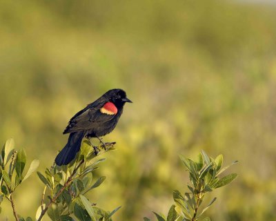Gallery of Red-winged Blackbird
