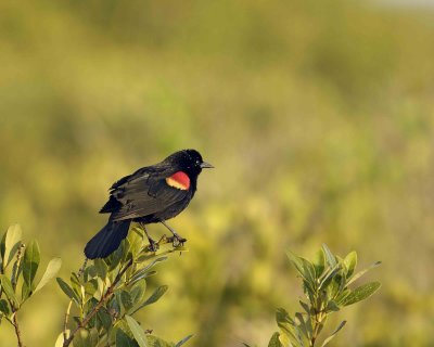 Blackbird, Red-winged-031307-Black Point Wildlife Drive, Merritt Island NWR-0127.jpg