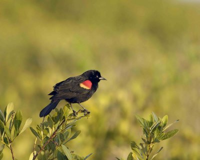 Blackbird, Red-winged-031307-Black Point Wildlife Drive, Merritt Island NWR-0129.jpg