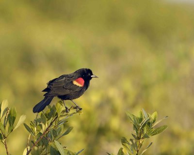 Blackbird, Red-winged-031307-Black Point Wildlife Drive, Merritt Island NWR-0130.jpg